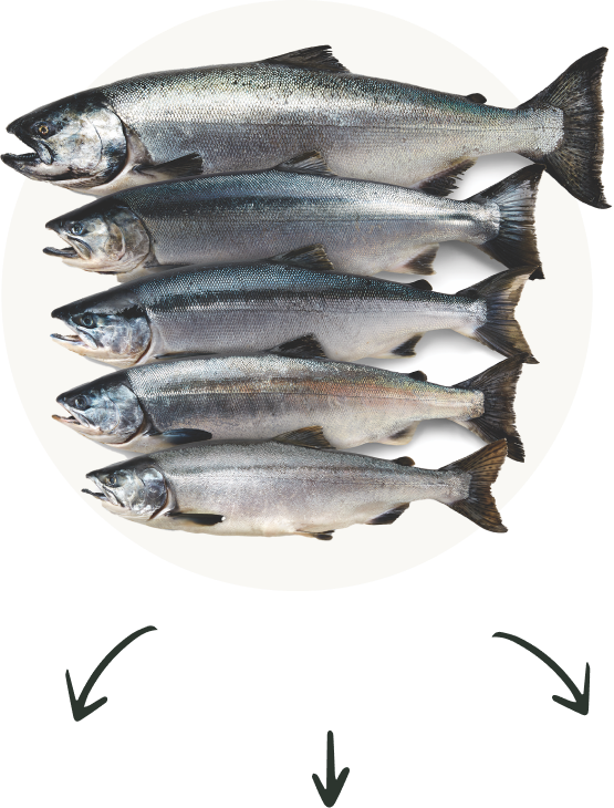 Circle Salmon